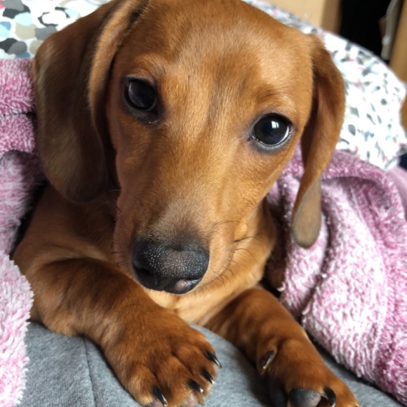 sassysaffy